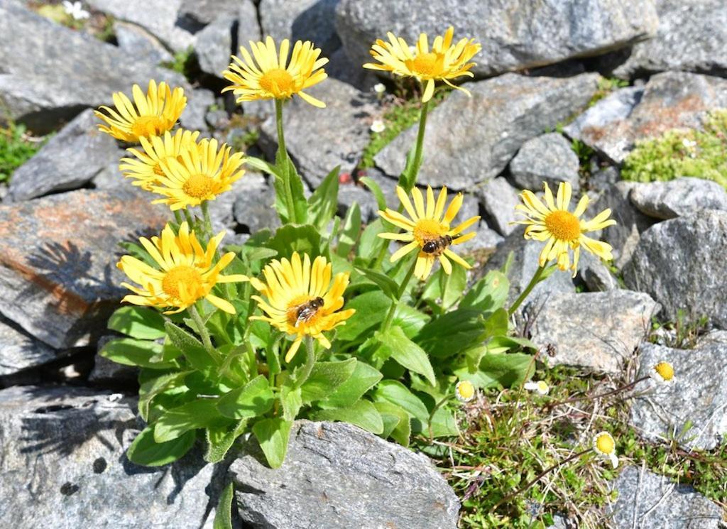 Pension Alpin 曼达芬 外观 照片